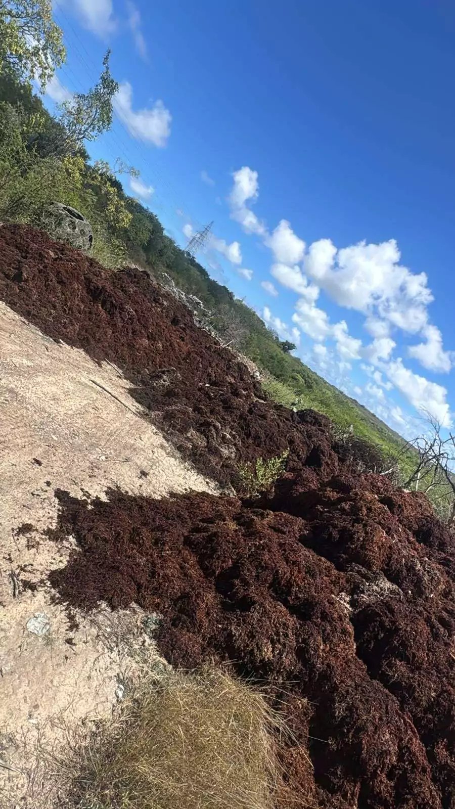 MP Turner Demands Jumby Bay Halt Illegal Waste Dumping Near Parham