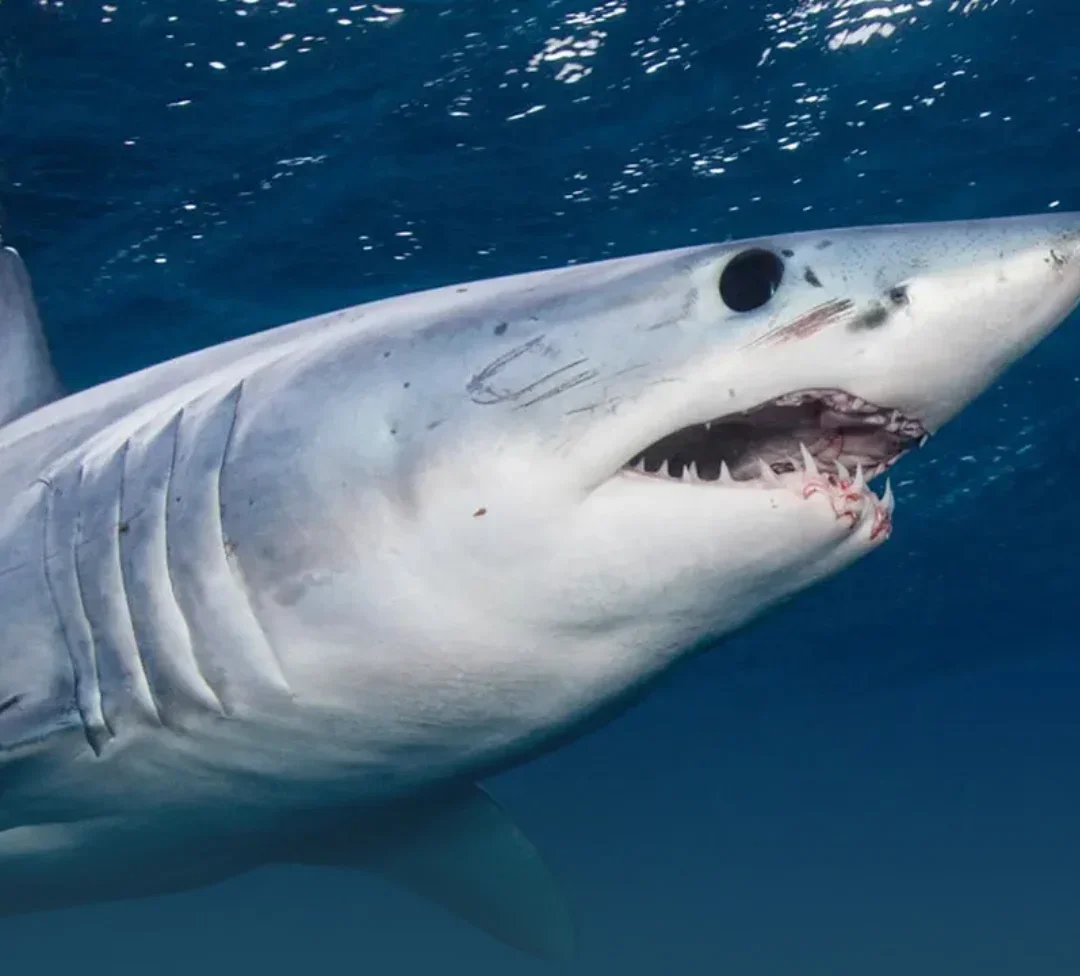 Urlings Fisherman Hospitalised After Shark Attack During Spearfishing Trip