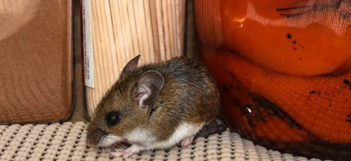 Hantavirus Risk Remains Low in Antigua and Barbuda, Ministry Says