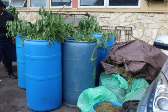 Police Defend Major Cannabis Raid Near Pares Village, Warn Illegal Growers