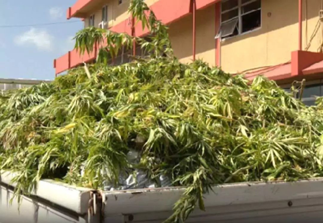 Four Arrested After Joint Operation Uncovers Major Cannabis Plantation Near Pares Village