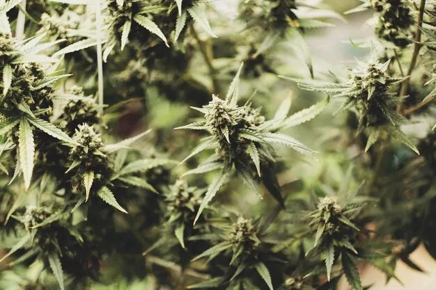 Four Men Charged After Multi-Million Dollar Cannabis Plantation Dismantled Near Pares Village