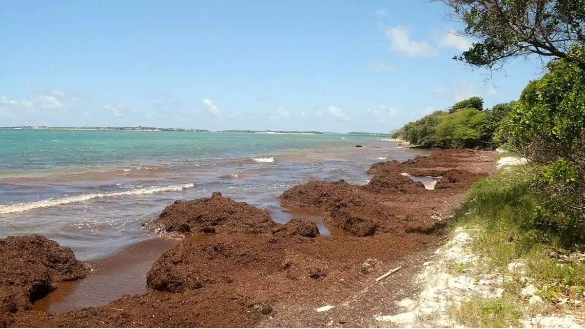 Freeland Highlights Push for Sargassum Solutions as Seaweed Crisis Threatens Tourism 